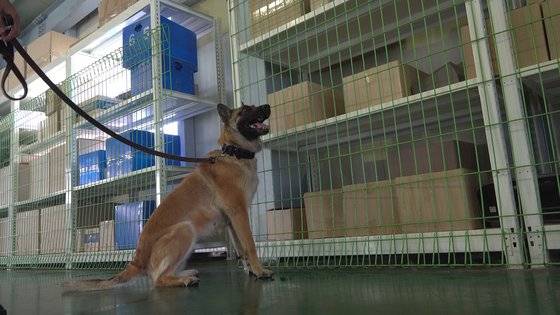 군견은 폭발물을 탐지하는 능력도 갖춰 대테러 및 경호작전에도 투입된다. 폭발물을 발견한 군견은 자세를 취하고 군견병에게 보고를 한다. [영상캡처=공성룡 기자]