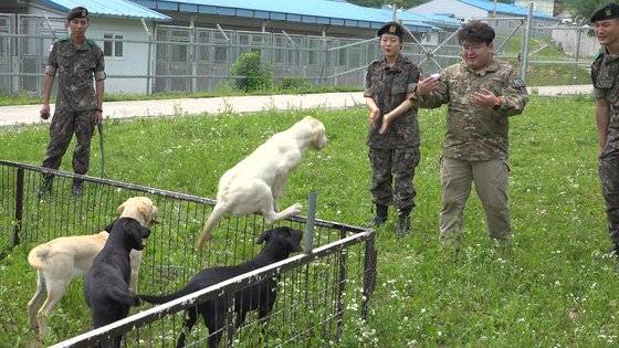 군견자격시험은 30% 정도만 통과할 수 있는 까다로운 조건이다. 어느정도 타고나는 능력도 있다. 기자 손짓을 보고 5개월 된 군견 후보 4마리 중 단 한 마리만 울타리 밖으로 뛰어 오르는데 성공했다. [영상캡처=강대석 기자]