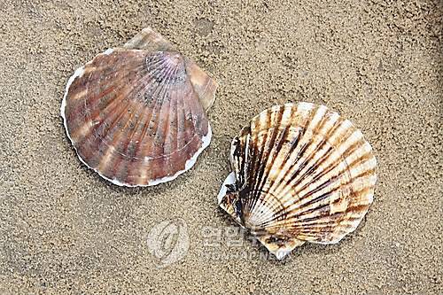 가리비 [연합뉴스 자료사진. 재판매 및 DB금지]