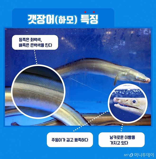 갯장어 구별법/디자인=유연수 디자이너