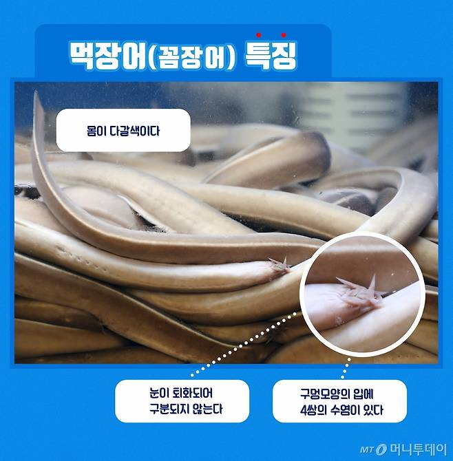먹장어 구별법/디자인=유연수 디자이너