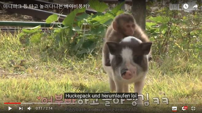 ‘동물농장X애니멀봐’ 유튜브 영상 캡처.
