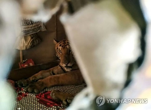 "아우~ 잘 잤다. 근데 여기는 어디지?" [인도 야생동물보호협회(WTI) 제공·AFP=연합뉴스]