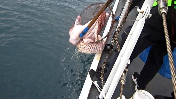 지난 3월 불법 포경업자들이 바다에 버린 고래고기를 해경이 수거하고 있다. /군산해경 제공