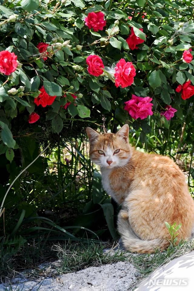 【남해=뉴시스】차용현 기자 = 한 낮 기온이 25도 안팎까지 오르는 등 초여름 날씨를 보인 7일 오후 경남 남해군 남해읍 인근 한 도로에서 고양이 한 마리가 장미가 활짝 핀 화단에 앉아 휴식을 취하고 있다. 2019.05.07.  con@newsis.com