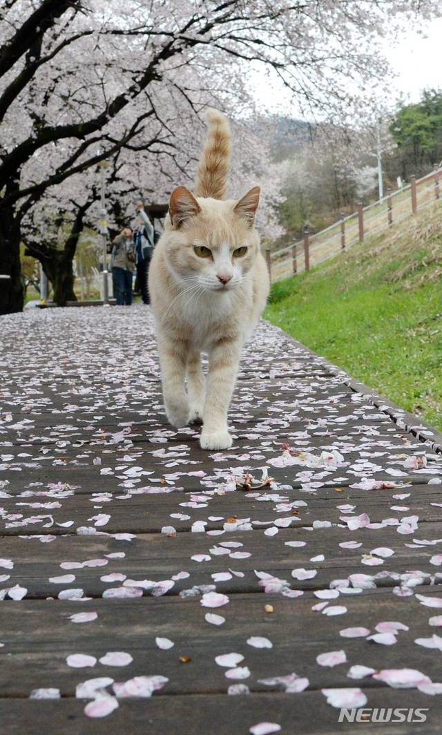 【전주=뉴시스】 김얼 기자= 10일 전북 전주시 아중호수공원에 시원하게 내린 비와 함께 벚꽃잎이 내려앉아 봄의 정취를 느끼게 하고 있다. 2019.04.10.pmkeul@newsis.com