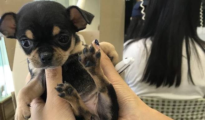 밥을 잘 먹지 않거나, 심장 소리가 나쁘거나, 항문에서 냄새가 난다는 등 온갖 이유로 경매장 강아지들은 반품된다. 유찰과 반품을 반복하면서 강아지는 자라고 몸집이 커지면 ‘상품가치’는 더 떨어진다.