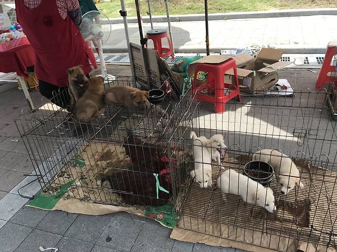 폐장 시간이 다가오자, 모란시장의 상인들은 믹스견 강아지 두어 마리를 묶어 2만~3만원에 팔았다.