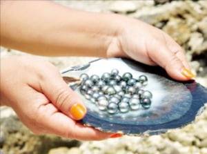 흑진주는 쿡 아일랜드의 특산품이다.