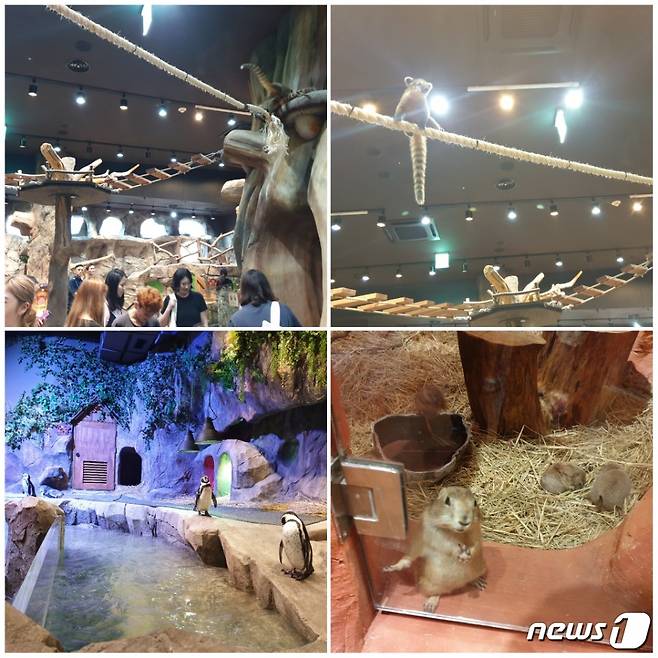 사진 (위) 코아티가 떨어질 수 있지만 밑에는 아무런 안전장치가 돼 있지 않았다. © 뉴스1 김연수 기자