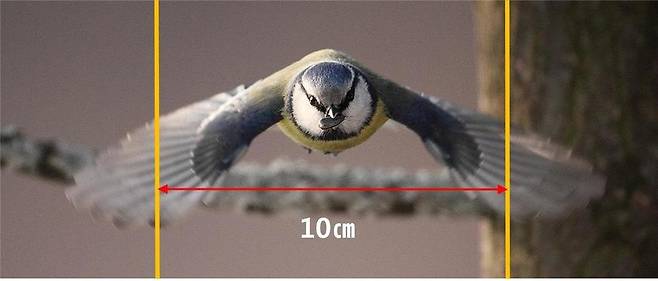 날개를 펼치고는 빠져나갈 수 없도록 좌우 폭은 10㎝ 이내여야 한다.