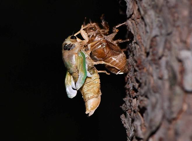 매미는 번데기 단계 없이 알, 애벌레 2단계만을 거쳐 성충이 된다. 암컷은 한 번에 200~600개 정도의 알을 낳는데, 이 알이 땅 속에서 부화해 애벌레로 짧게는 일년에서 길게는 십칠년 까지 산다. 이 오랜 시간동안 유충들은 뿌리의 수액을 먹고 산다.