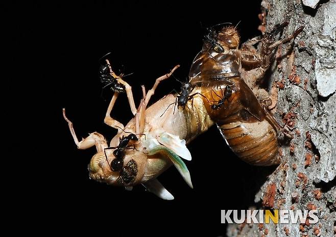 인고의 세월을 보내고 탈피에 성공하려는 순간, 개미떼들이 덤벼 끊임없이 공격하고 있다. 결국 이 유충은 날개도 한번 펴보지 못하고 개미의 먹잇감이 되고 말았다.