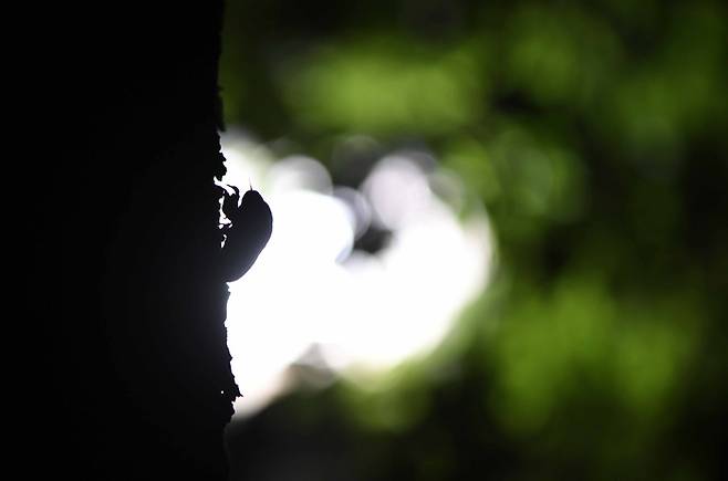 매미 애벌레들이 나무에 기어오르는 시간은 천적인 곤충이나 새들이 잠자리에 들기 시작하는 저녁시간 이후다. 유충이 나무에 올라 자리를 잡고 나면 서서히 몸이 딱딱해지고 어느정도 시간이 지난 후 힘차게 등으로 껍질을 밀어올리면 위아래로 갈라지면서 우화가 시작된다.