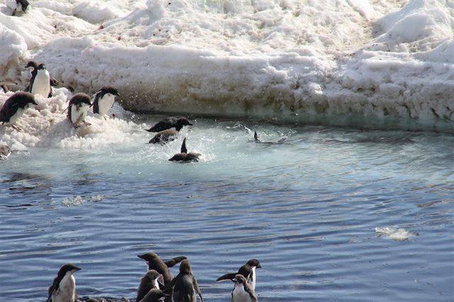 둥지를 떠나 처음 바다로 들어가는 새끼 아델리 펭귄. 극지연구소 제공