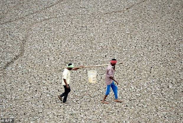 지난 6월 20일 인도 첸나이 외곽에서 말라버린 저수지의 물을 길어나르는 주민/사진=AFP 연합뉴스
