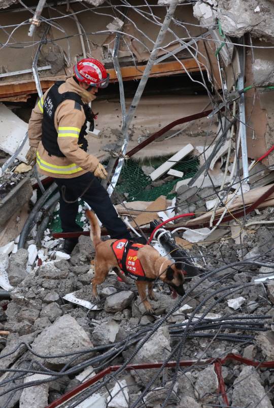 지난 7월 4일 서울 서초구 잠원동에서 건물 외벽 붕괴 사고가 발생하자 소방대원이 인명구조견과 함께 매몰자를 탐색하고 있다.  연합뉴스