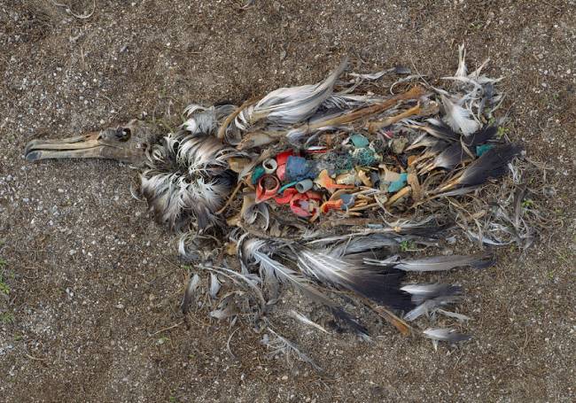 사진 작가 크리스 조던이 태평양 한복판 미드웨이 섬에서 촬영한 작품. 어린 알바트로스의 배에 플라스틱이 가득하다. [ⓒChris Jordan]