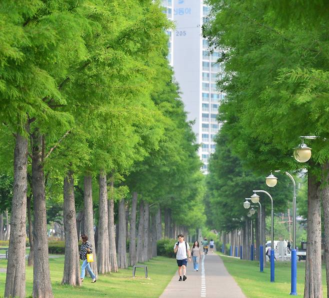 경북 포항 시민들이 북구 우현동 도시 숲 메타쉐콰이어 길을 따라 걸어가고 있다. [뉴스1]