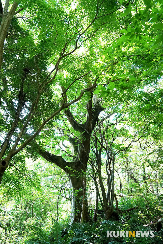 곶자왈의 숲에서 햇빛경쟁에서 이기고 크게 자란 나무들이 넓게 가지를 펼쳐 세력을 더욱 키우고 있다.