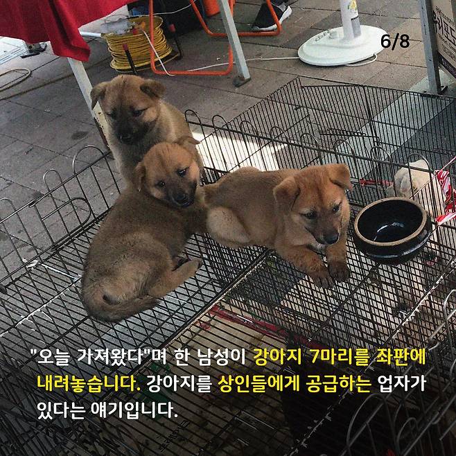 애니멀피플