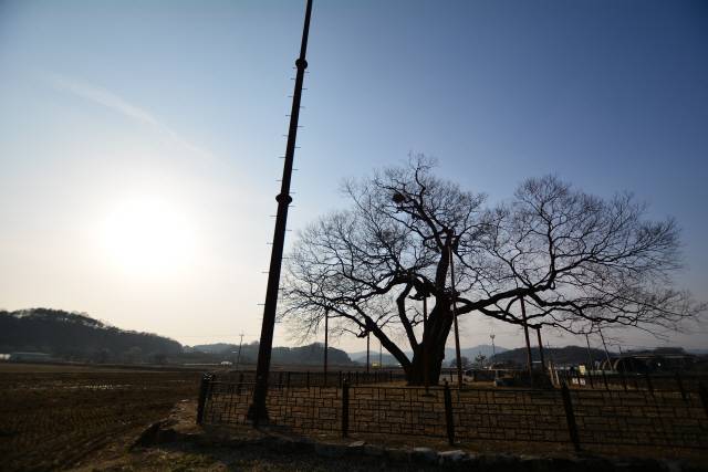 낙뢰로부터 황목근을 보호하기 위해 서 있는 피뢰침.