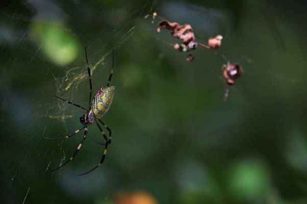 무당거미는 도시에서 가장 쉽게 관찰할 수 있는 거미이다. 눈에 잘 뜨이는 곳에 삼중으로 된 거미줄을 쳐 놓는다. 노란색과 검은색, 빨간색이 알록달록하게 뒤섞인 모양의 암컷이 거미줄 가운데에 자리를 잡고, 거미줄 구석에 두세 마리의 수컷이 쪽방살이를 하고 있다.