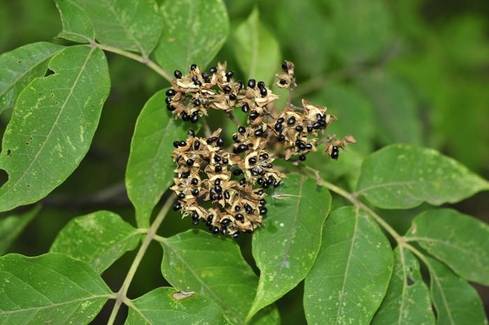 옛날에는 쉬나무의 씨로 기름을 짜서 썼다