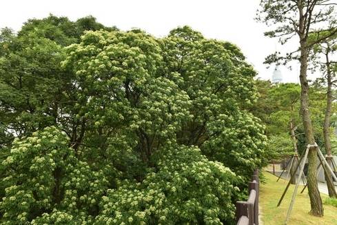 남산공원주차장 쪽의 거대한 쉬나무는 수그루다