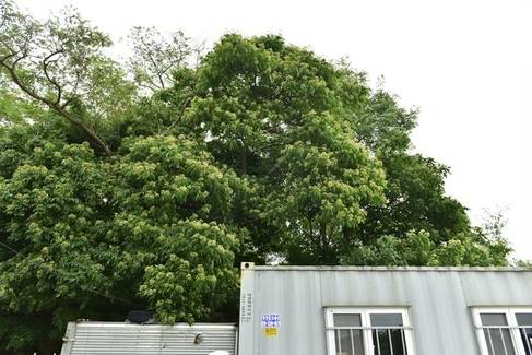 경기도 안산시 탄도항 쪽의 쉬나무