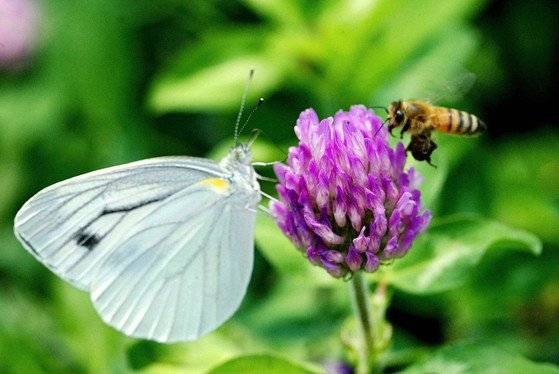 꽃의 설탕은 벌, 나비 등 다양한 곤충들을 유혹해 꽃가루를 퍼뜨리기 위한 수단이다. [중앙포토]