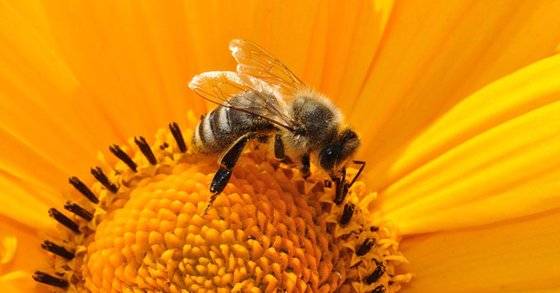 양봉은 열심히 설탕을 물어다 벌집을 채우고, 벌집이 차면 인간들은 재빨리 이를 훔쳐간다. [중앙포토]