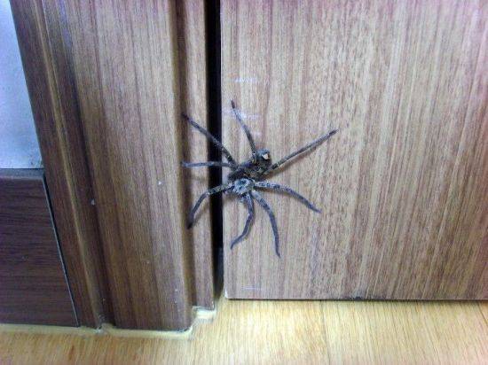 거미목 농발거미과의 절지동물인 농발거미/사진=온라인커뮤니티