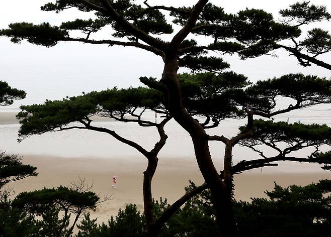 소나무 군락지에서 바라본 모래울해변. 김선식 기자