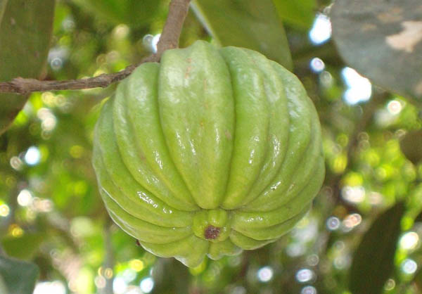 가르시니아의 열매는 작은 호박 모양이다. 다이어트 식품으로 주목받지만 체중감소에 유의미한 영향을 미치지는 않는다는 연구 결과도 있다./위키피디아