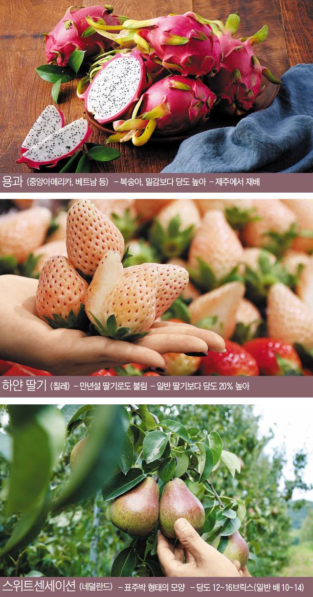 /롯데백화점·연합뉴스·이마트