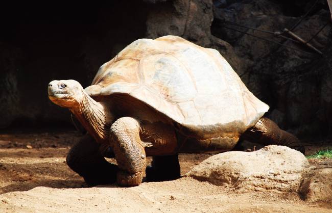 갈라파고스 땅거북 [위키미디어 커먼스]