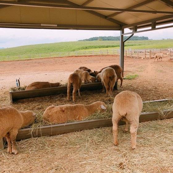전북 고창 '상하농원'에선 산양, 면양 등 동물들에게 먹이를 주며 다가가 만져볼 수 있는 체험이 가능하다.
