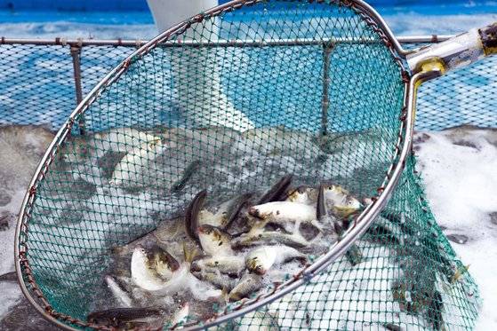 갓 잡은 전어들. 힘이 대단하다.