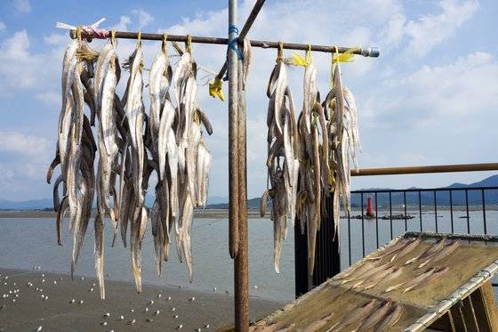 곰소항 곳곳에 풀치가 널려 있다. 풀치는 7~8마리씩 한 줄로 맨달에 맑은 날 햇볕에 말린다. 대개 한 줄에 5000~6000원을 받는다. 백종현 기자