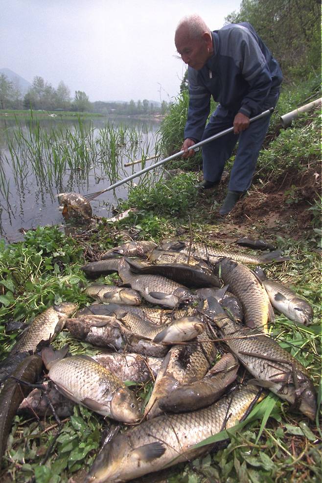 경기도 포천군 백로주 유원지 부근 포천천에서 한 주민이 죽은 물고기를 건져올리고 있다. [중앙포토]