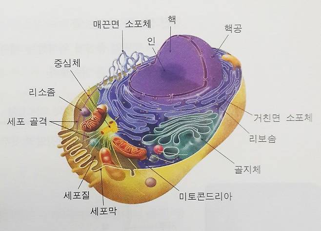 세포의 구조를 설명하고 있는 교과서 속 그림. 세포에는 소포체·골지체·미토콘드리아 등 소기관들이 있다. [사진 천재교육]