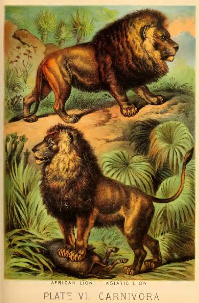 1880년 발행된 ‘존슨의 가정용 자연백과’에 실린 아프리카 사자(위), 아시아 사자(아래) 일러스트. [Johnson’s Household Book of Nature]