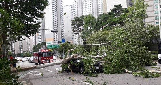 7일 오전 서울 잠실역 인근의 가로수가 쓰러지면서 지나던 승용차를 덮쳤다. [사신 독자 노종화]