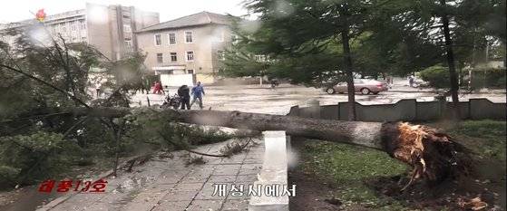 북한 조선중앙TV는 7일 오후 태풍 '링링'이 휩쓸고 간 개성시 피해현장의 모습을 공개했다. 사진은 중앙TV 방송화면 캡처로 도심의 나무가 뿌리째 뽑혀 있는 모습. [연합뉴스]