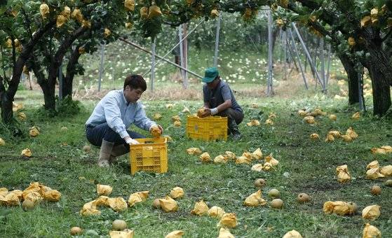 7일 오후 충남 태안군 태안읍 장산리 한 과수원에서 농장주가 떨어진 배를 줍고 있다.[뉴스1]