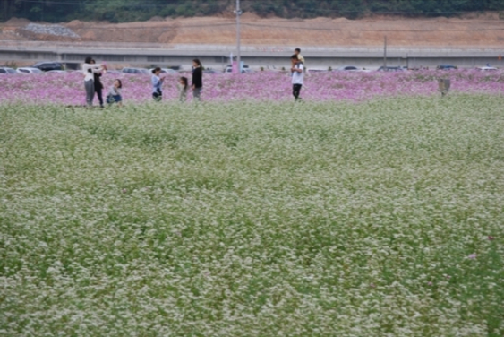 경남 하동군 북천역 일원에서 20일부터 10월 6일까지 열리는 ‘하동북천 코스모스·메밀꽃 축제’ 행사장에 메밀꽃이 활짝 펴있다.  하동군 제공