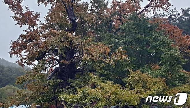 지난 23일 충북 영동군 양산면 누교리 천태산 중턱에 있는 일명 '영국사 은행나무'(천연기념물 223호)가 바이러스 감염으로 인한 잎마름병에 걸려 누렇게 변해 있다.2019.09.24.© 뉴스1