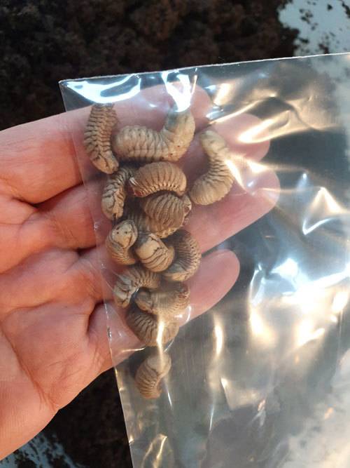 흰점박이꽃무지 유충인 ‘꽃벵이’.