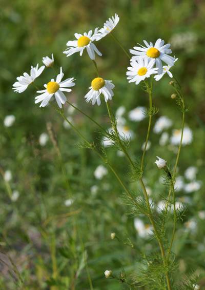 캐모마일의 방향유는 긴장 완화, 두통 등 통증 완화에 효과가 있고 몸을 따뜻하게 해주는 효과도 있다. 차로 마시면 위장장애 완화에 도움을 준다./위키피디아